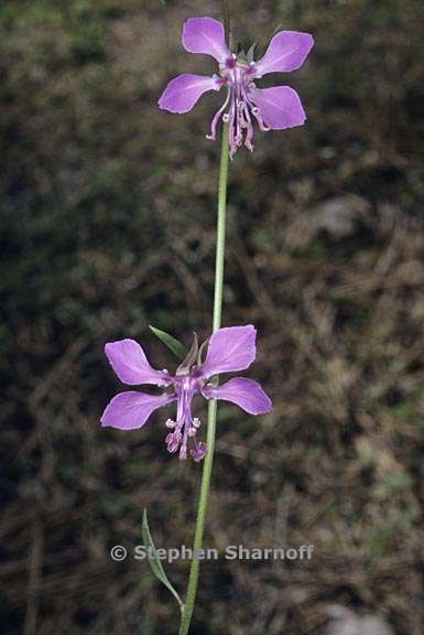 clarkia rhomboidea 4 graphic